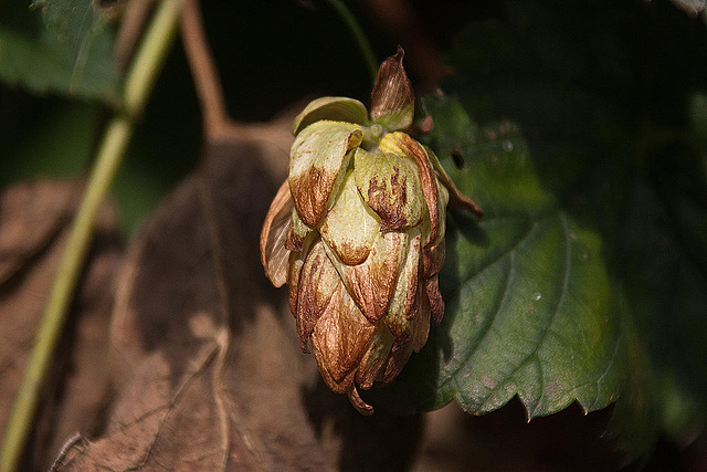 20110924 6491RAw [D~LIP] Hopfen, UWZ, Bad Salzuflen