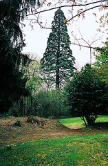 le séquoïa