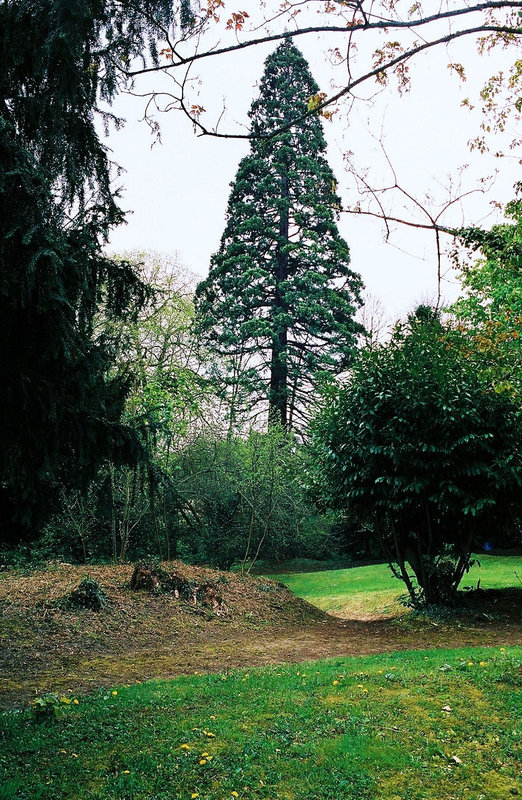 le séquoïa