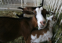 L.A. County Fair (0758)