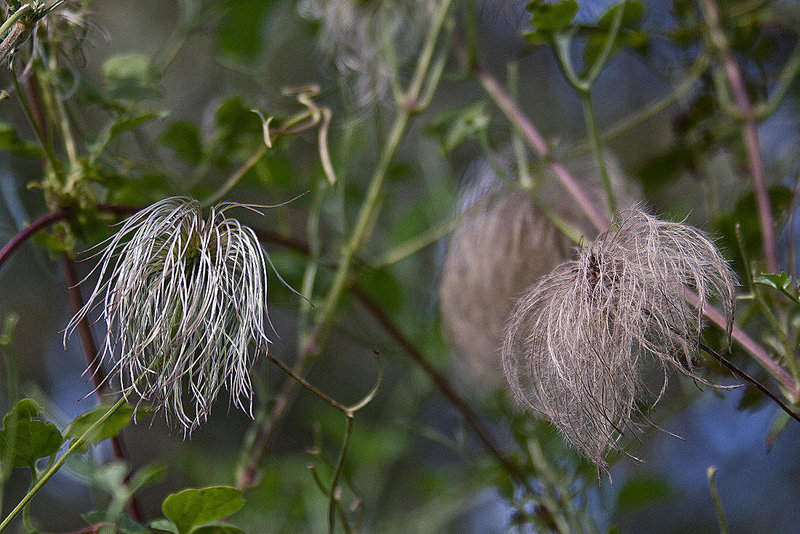 20110924 6482RAw [D~LIP] Waldrebe (Clematis), UWZ, Bad Salzuflen