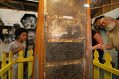 L.A. County Fair Bees (0756)