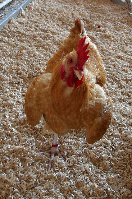 L.A. County Fair Chicken (0761)