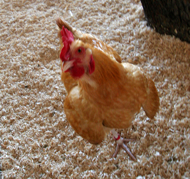 L.A. County Fair Chicken (0764)
