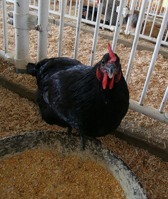 L.A. County Fair Chicken (0767)