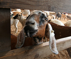 L.A. County Fair Goat (0663)