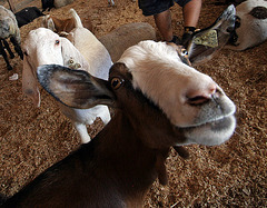 L.A. County Fair Goat (0672)