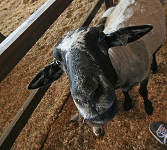 L.A. County Fair Goat (0675)