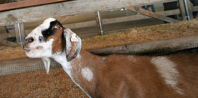 L.A. County Fair Goat (0680)