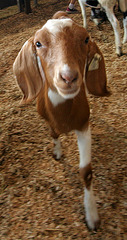 L.A. County Fair Goat (0683)