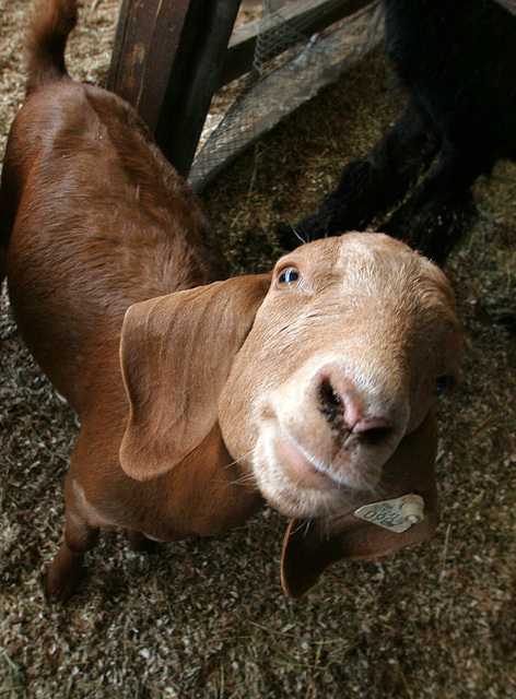 L.A. County Fair Goat (0697)