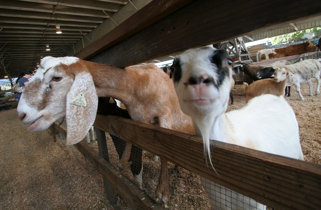 L.A. County Fair Goats (0660)
