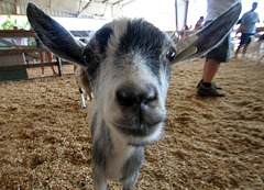 L.A. County Fair Livestock (0685)