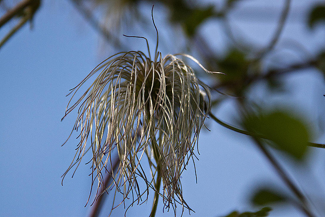 20110924 6481RAw [D~LIP] Waldrebe (Clematis), UWZ, Bad Salzuflen