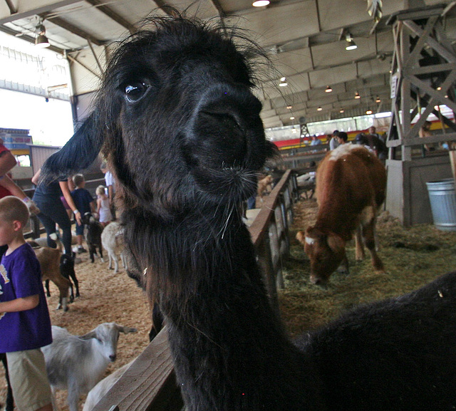 L.A. County Fair Llama (0695)