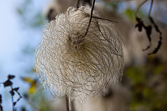 20110924 6480RAw [D~LIP] Waldrebe (Clematis), UWZ, Bad Salzuflen