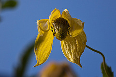 20110924 6479RAw [D~LIP] Waldrebe (Clematis), UWZ, Bad Salzuflen