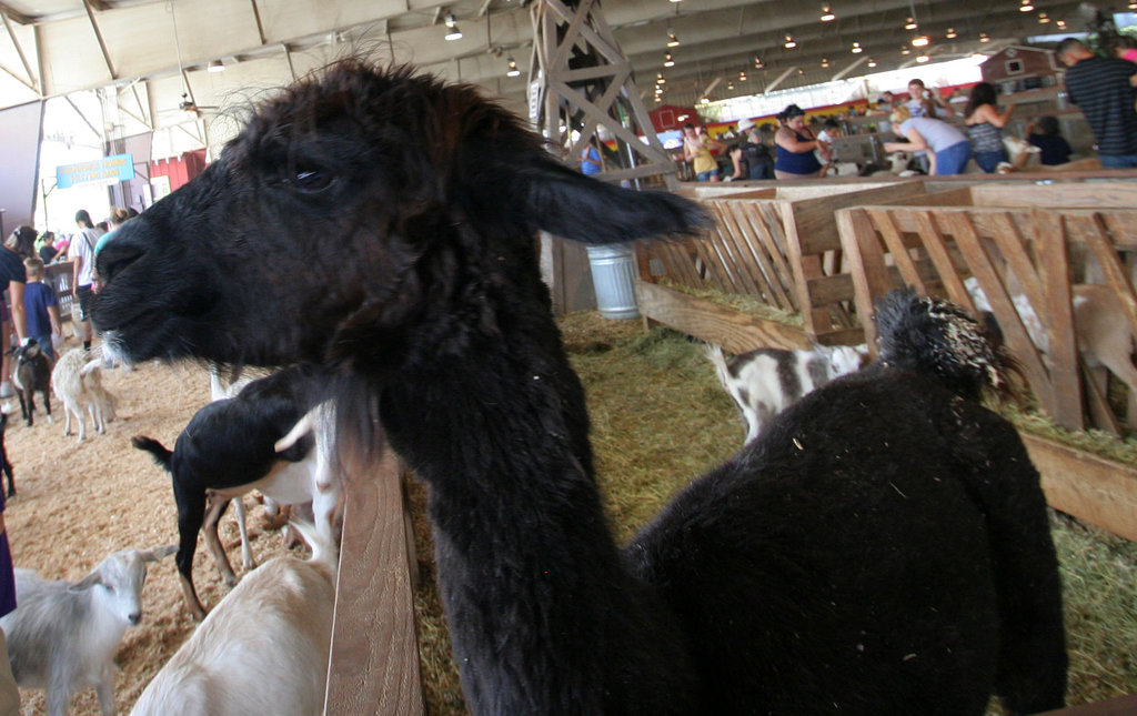 L.A. County Fair Llama (0696)