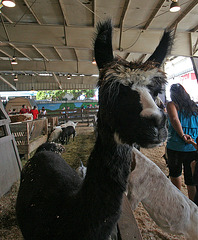 L.A. County Fair Llama (0733)