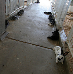 L.A. County Fair Rabbits (0768)