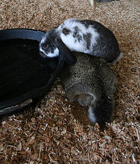 L.A. County Fair Rabbits (0772)