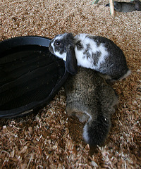 L.A. County Fair Rabbits (0773)