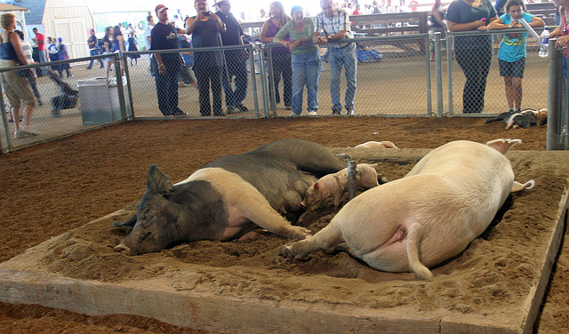 L.A. County Fair Swine (0658)