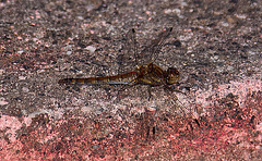 20110924 6465RAw [D~LIP] Libelle, UWZ, Bad Salzuflen