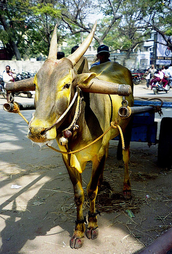 Golden bovine.