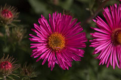 20110924 6460RAw [D~LIP] Aster, UWZ, Bad Salzuflen