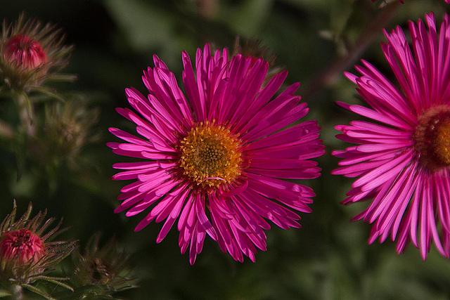 20110924 6460RAw [D~LIP] Aster, UWZ, Bad Salzuflen