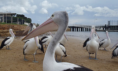 pelicans in San Remo