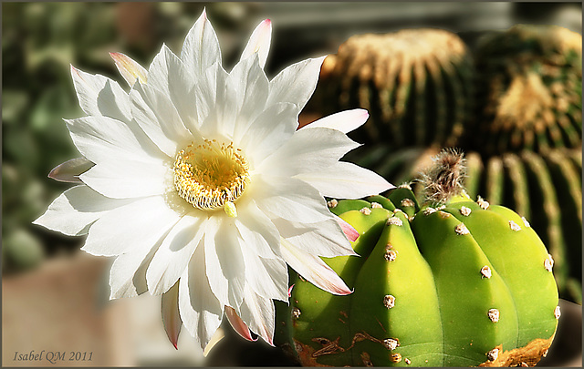 Echinopsis subdenudata