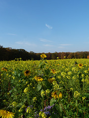 Sonnenblumen ...