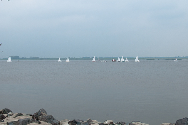 Regatta