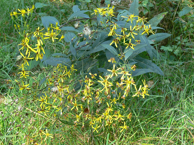 Blumen im Wald