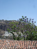 Toiture, arbre et montagne / Roof, tree and mountain