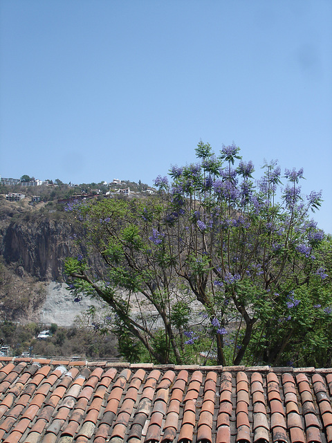 Toiture, arbre et montagne / Roof, tree and mountain