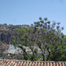 Toiture, arbre et montagne / Roof, tree and mountain - 30 mars 2011