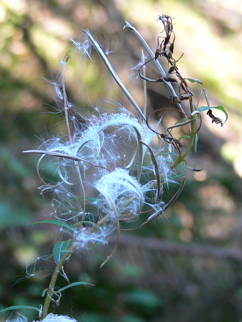 Pflanzen im Wald