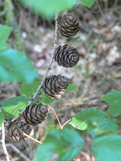 Pflanzen im Wald