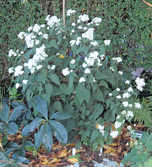 eupatorium rugosum 'chocolate' PA163727-1