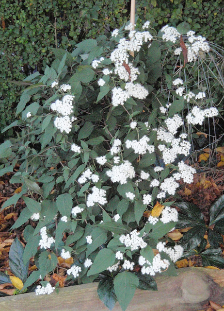 eupatorium rugosum 'chocolate' PA163728-1