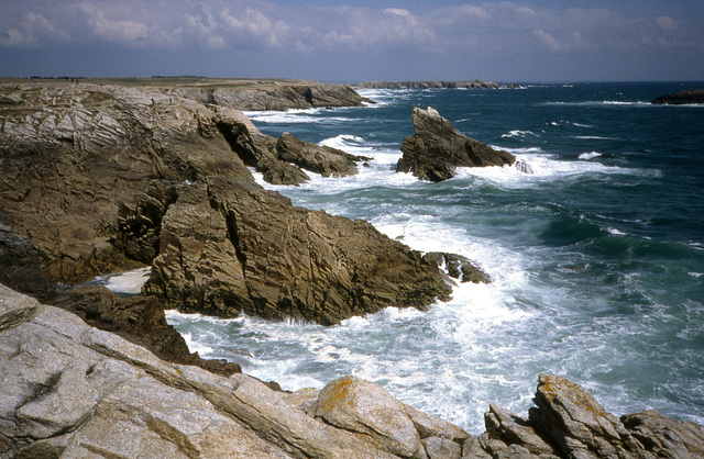 Caute sauvage, Quiberon