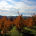 Goldener November am Bodensee