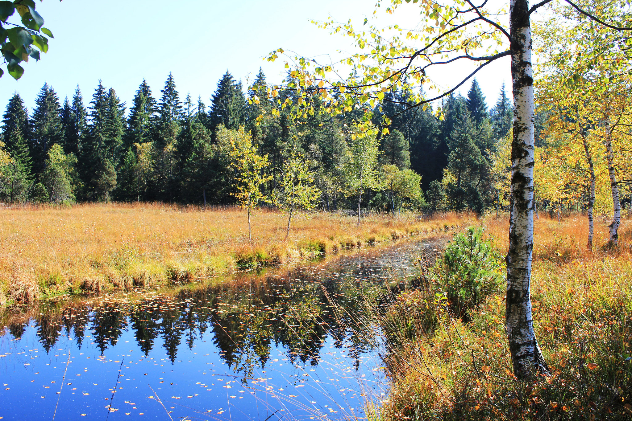 Hochmoor bei Sulzberg