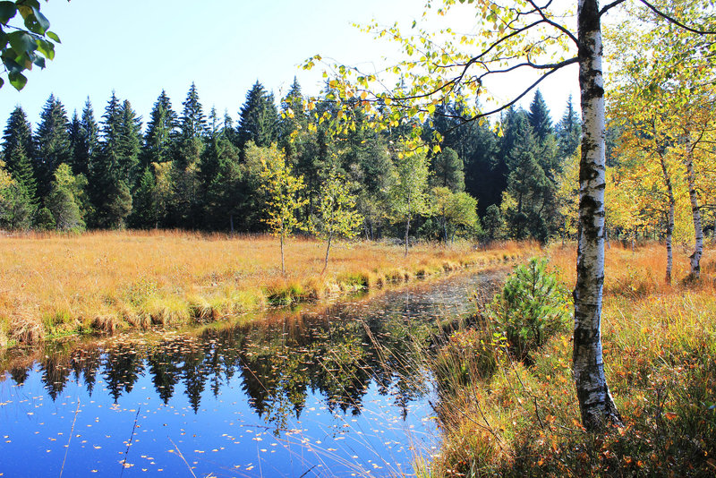 Hochmoor bei Sulzberg