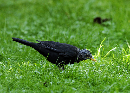 Unsere letzte lebende Amsel :-(