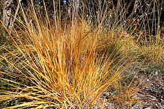 Herbstgras