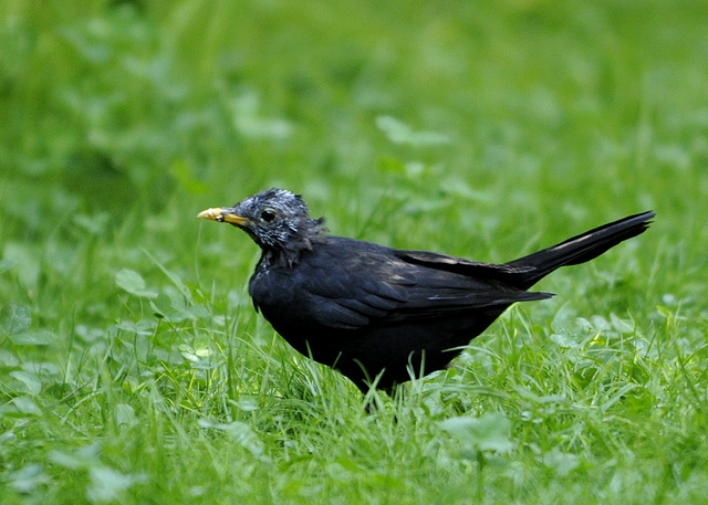 Unsere letzte lebende Amsel :-(